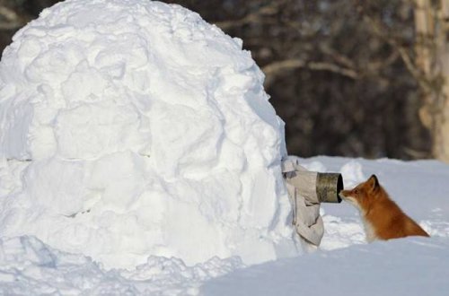 Фотографы дикой природы: всё, что остаётся за кадром