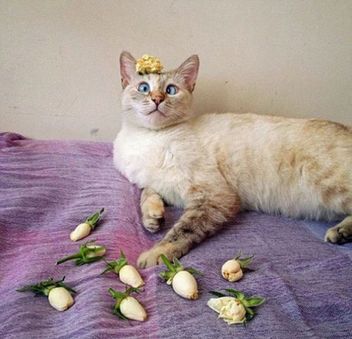 Кошки, постигшие нирвану