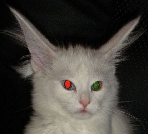 Смешные кошки с необычными ушами