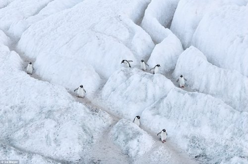 Очаровательные пингвины через объектив фотографа Айры Мейера