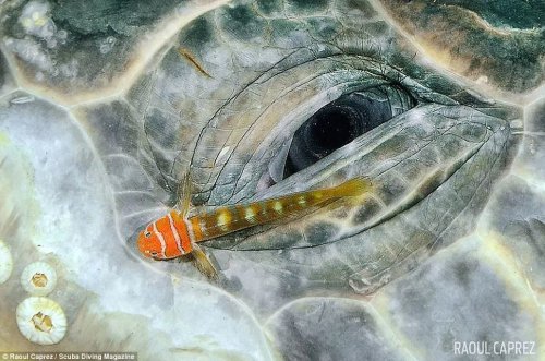 Победители конкурса подводной фотографии от журнала Scuba Diving
