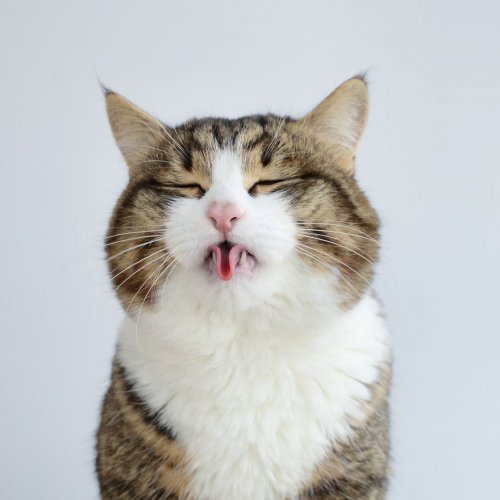 Кот Рэкси, который любит показывать язык