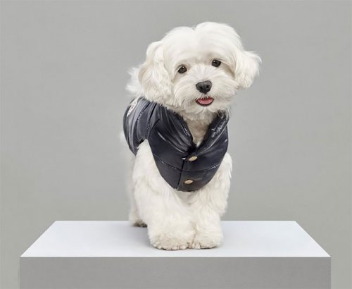 Итальянский бренд Moncler выпустил коллекцию курток для собак