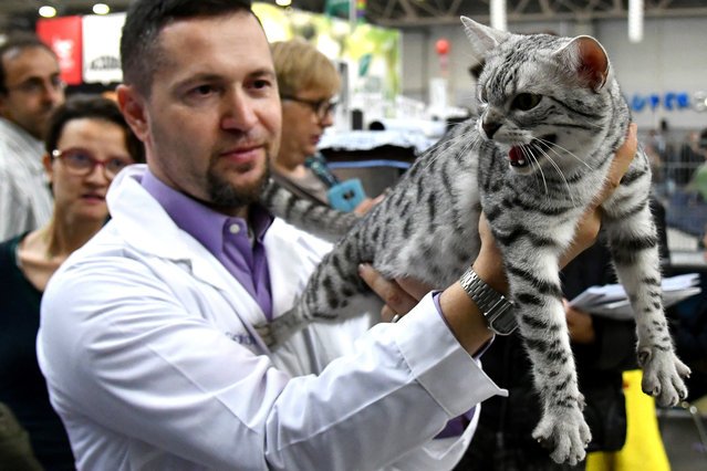 Пушистые участницы выставки SuperCat Show 2017, прошедшей в Риме