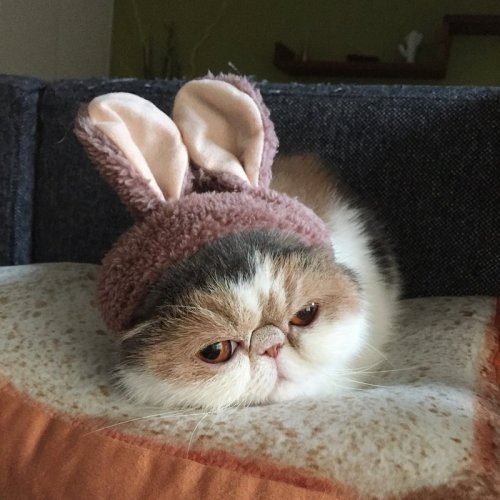 Стильная кошка Буона из Японии