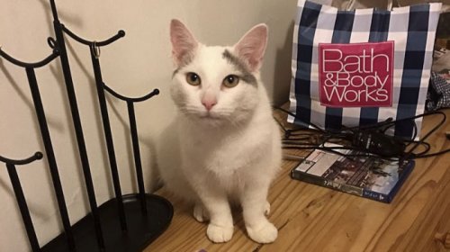 Кошка-ниндзя, которую мало кому удаётся найти на фотографиях