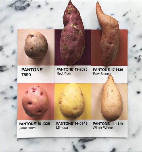 Еда, разложенная по цветам Pantone