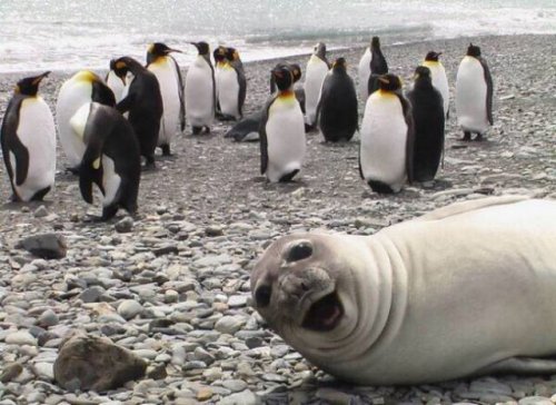 Прикольные фотобомбы с животными