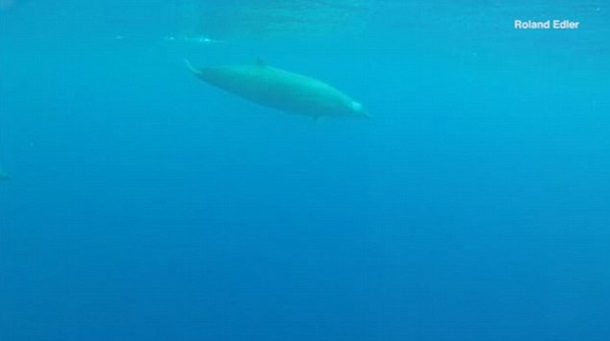 Редкого кита ремнезуба Тру впервые сняли на видео