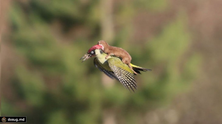 10 смешных снимков диких животных в конкурсе The Comedy Wildlife Photography Awards