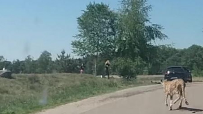 Стая гепардов набросилась на туристов в сафари-парке