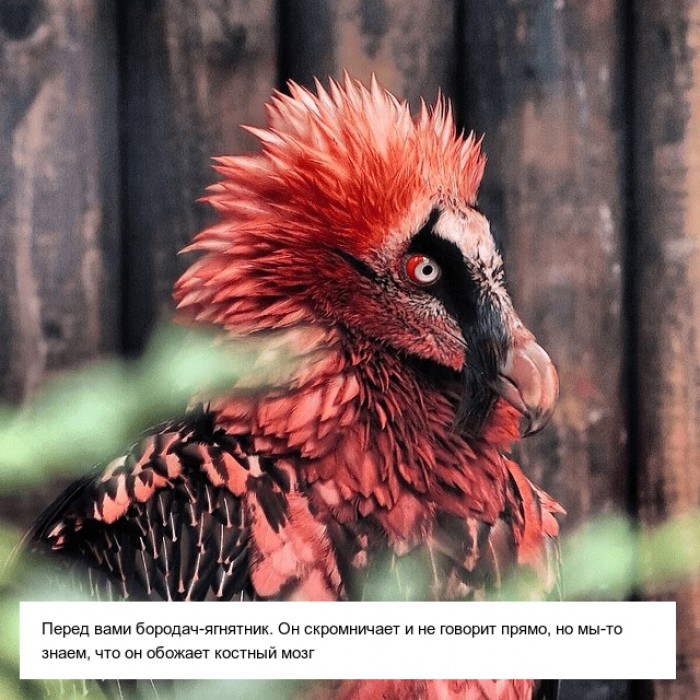Необычные существа, которые выглядят очень странно