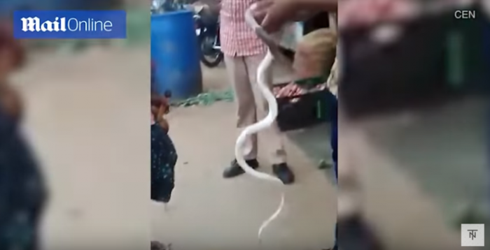 Фото с коброй может вас убить