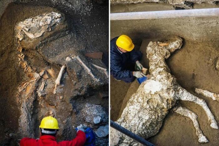 В Помпеях нашли окаменевшую лошадь возрастом 2000 лет