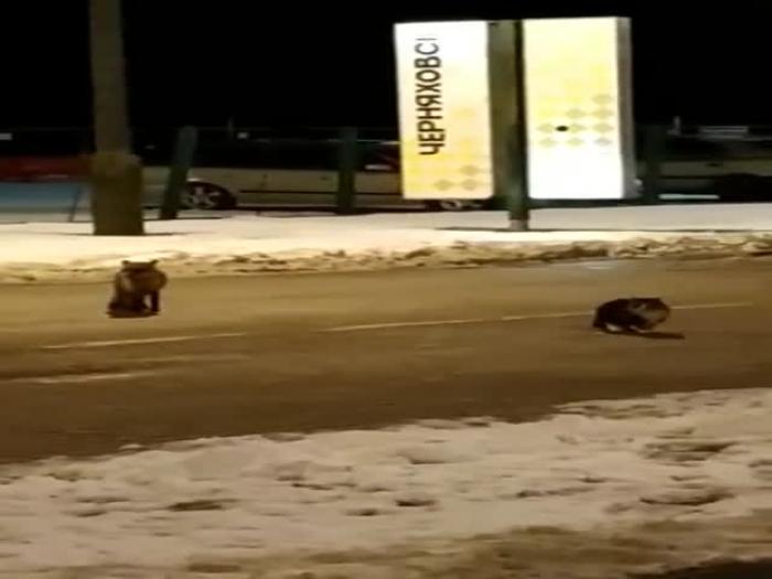 Пограничный конфликт: кот против лисы