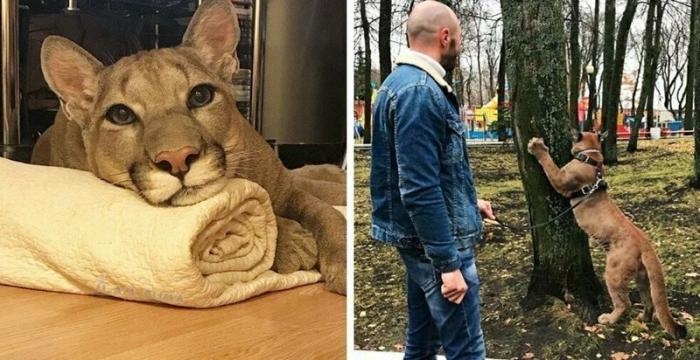 Пара забрала пуму из саранского контактного зоопарка и превратила её в разбалованного домашнего кота (31 фото + 1 видео)