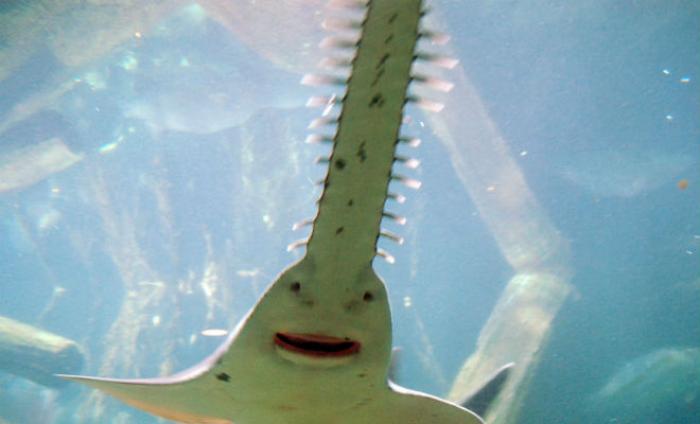5-метровый хищник с телом акулы и носом-пилой на видео 5-метровый хищник с телом акулы и носом-пилой на видео