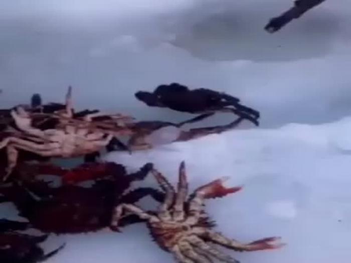 Добыча краба в Охотском море зимой