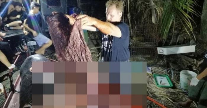 В желудке погибшего кита найдено около 40 килограммов пластикового мусора