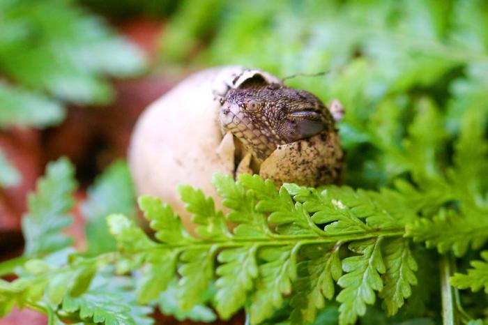 Last Year In November, We Found Eastern Water Dragon Eggs Laid In One Of Our Flower Pots And We Took Good Care Of Them