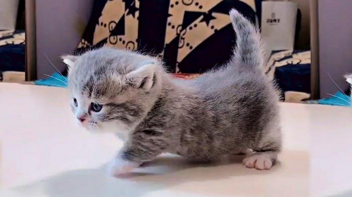 Мимишность котят-манчкин — самые мимишные!