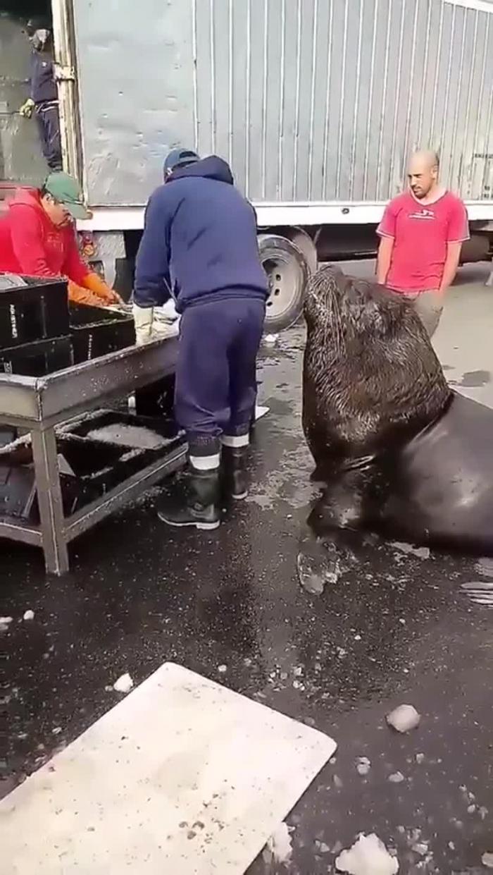 Морской лев ждёт вкусняшек