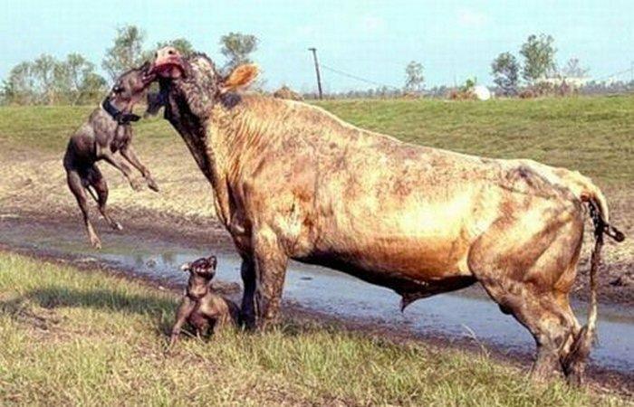 Классика жанра — бык и питбули