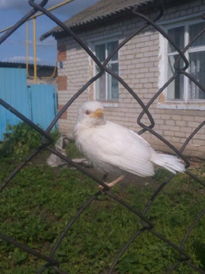Белоснежная красота: подборка удивительных животных-альбиносов
