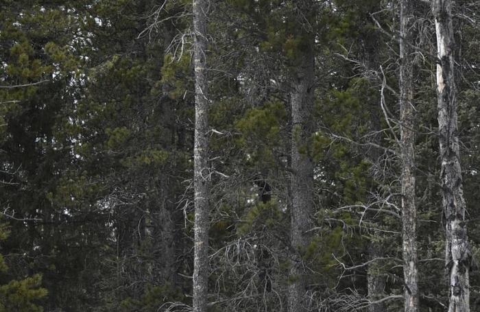 Фотограф заснял сову на дереве, и маскировке этой птички позавидует любой ниндзя