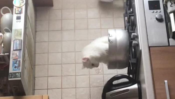 Кот явно очень хочет есть