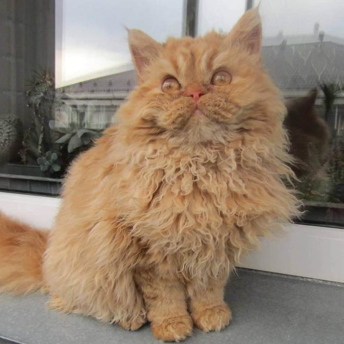 Породы домашних кошек, о которых знают не все