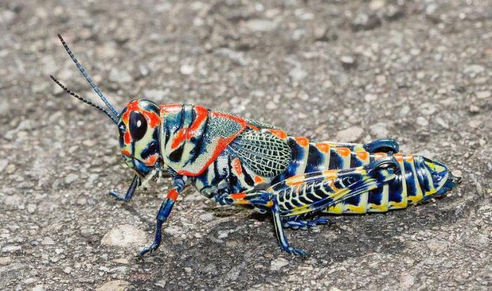 Радужный кузнечик — Dactylotum bicolor