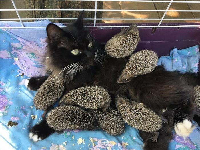 Котомама для восьми ёжиков