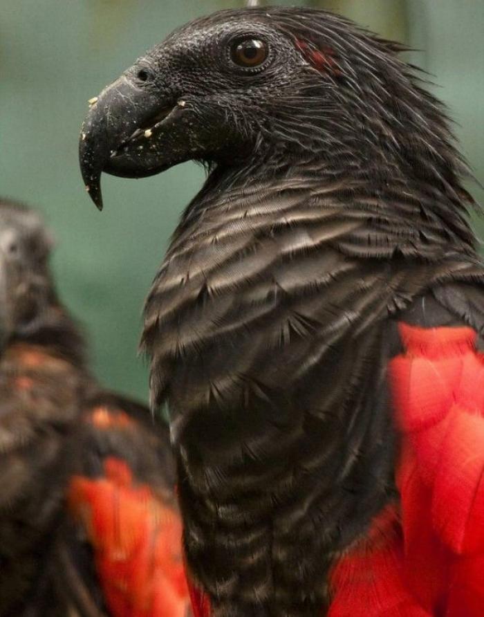 Пернатый граф Дракула - самый мрачный и зловещий попугай из Папуа-Новой Гвинеи