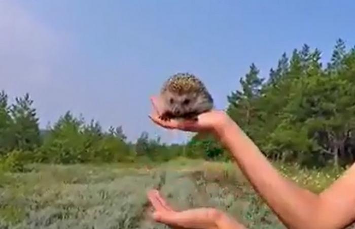 Лайфхак с ежиком, который пригодится в реальной жизни