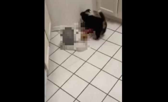 Теперь нужно мыть не только руки, но и лапы