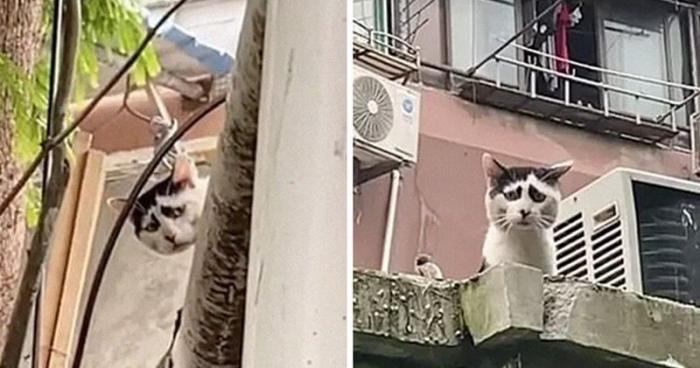 Угрюмый кот