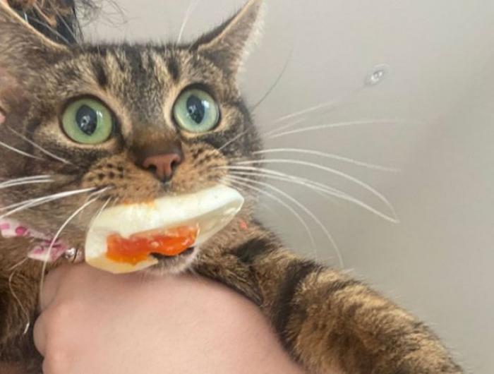Животные, которых поймали на воровстве