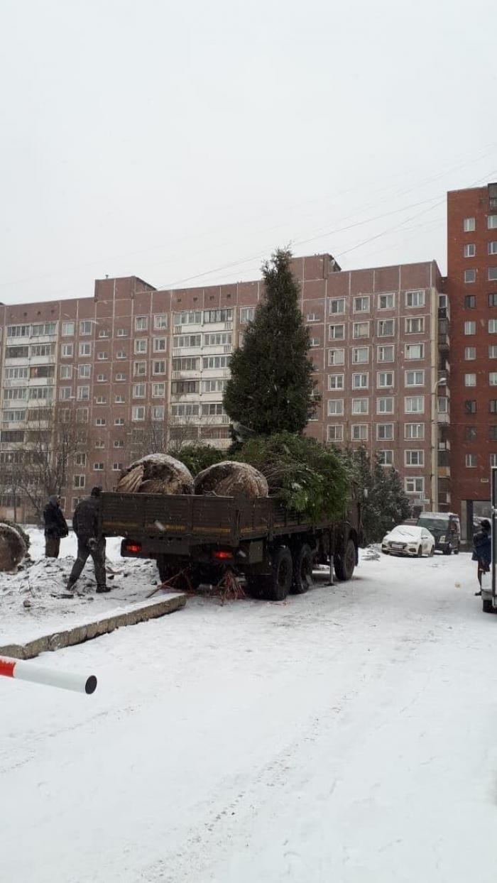 В Петербурге ёлки украли у жителей и пересадили к церкви