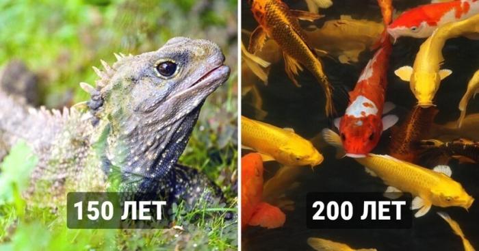 15 самых невероятных животных долгожителей