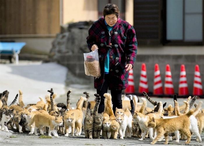 100 человек и 400 кошек – реалии одного японского острова