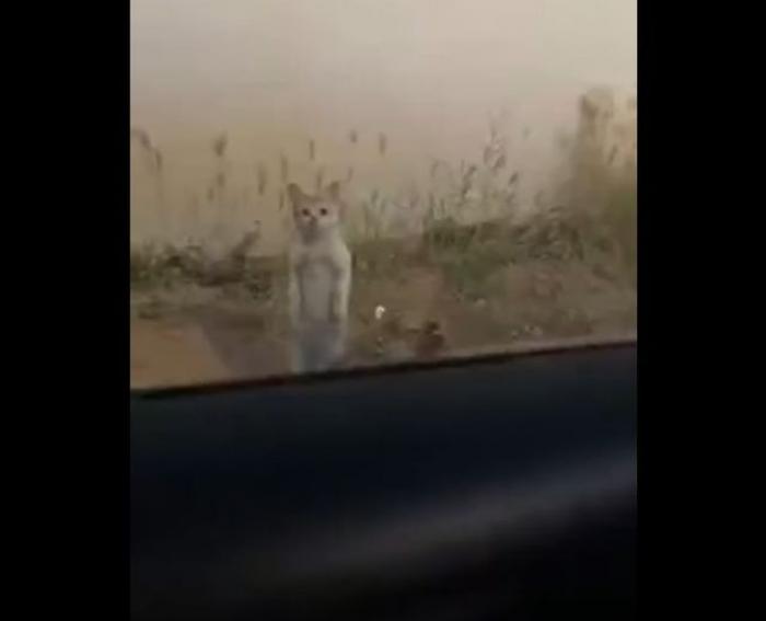 Пожалуй, самое грустное видео дня