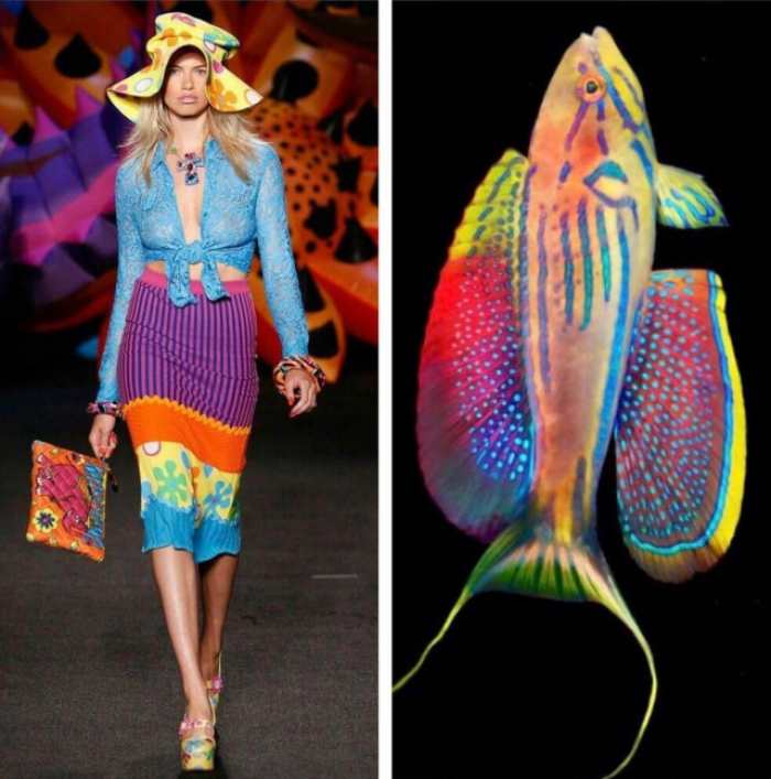 Moschino и Paracheilinus hemitaeniatusis Moschino и Paracheilinus hemitaeniatusis