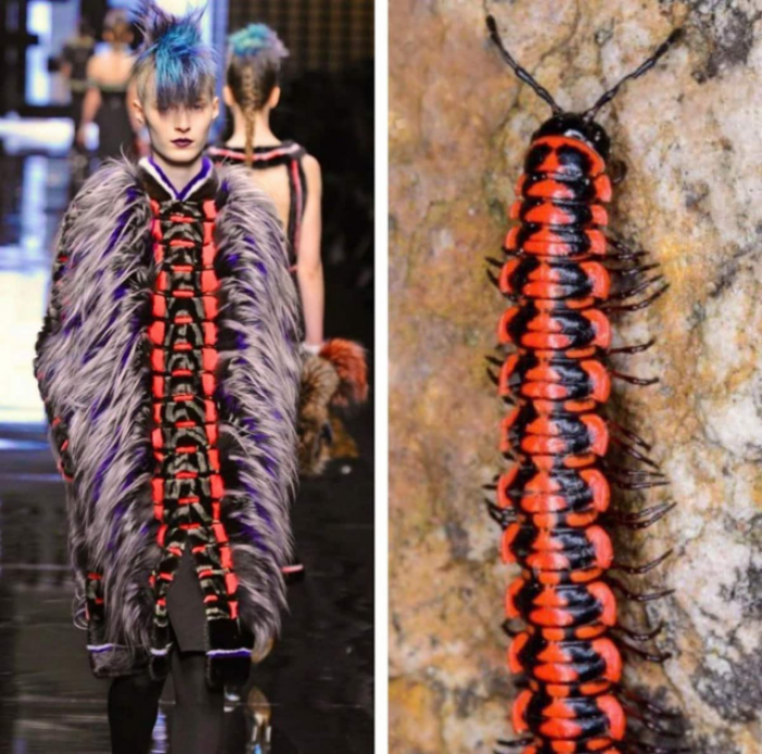 Fendi и плоская многоножка Fendi и плоская многоножка