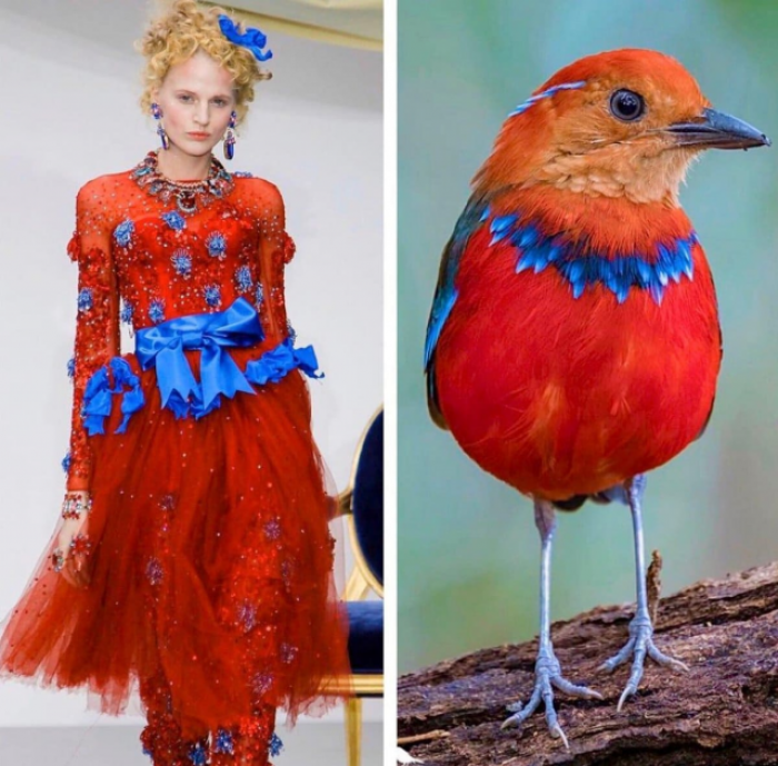 Meadham Kirchhoff и красноголовая питта Meadham Kirchhoff и красноголовая питта