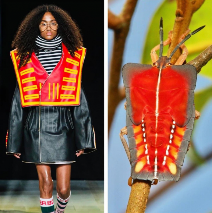 Charles Jeffrey LOVERBOY и нимфа клопа-щитника Charles Jeffrey LOVERBOY и нимфа клопа-щитника