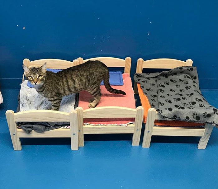 IKEA подарила приюту для животных кроватки для кошек