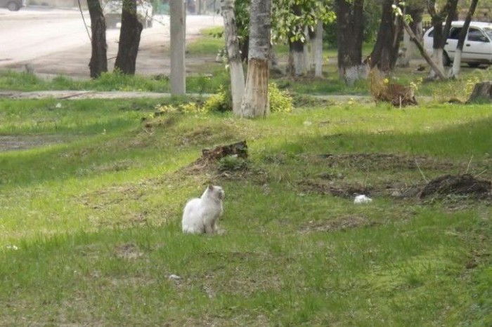 Брошенный кот четыре года верно ждал своих хозяев