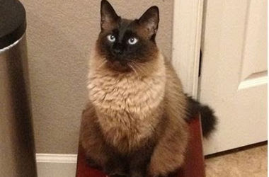Кот, который слишком умен чтобы пользоваться кошачьей дверью