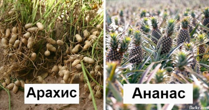 Продукты с повседневной жизни.
